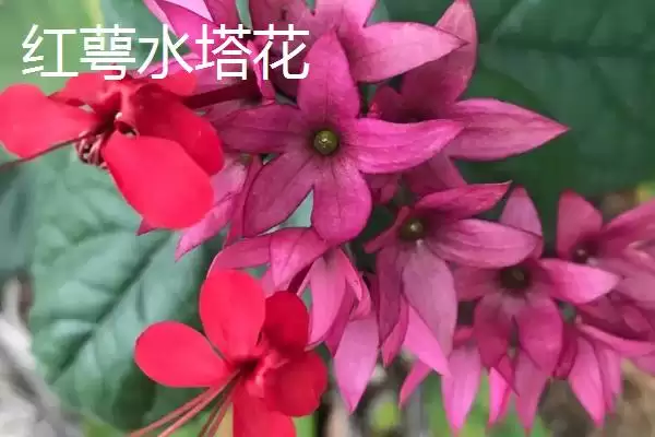 水塔花的种类？认识水塔花种类要了解哪些关键的品种分类和特性要点？插图5