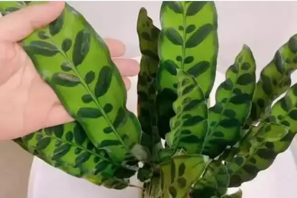 猫眼竹芋要怎么进行养殖呢 ,猫眼竹芋养殖温度保持 20-30℃插图6