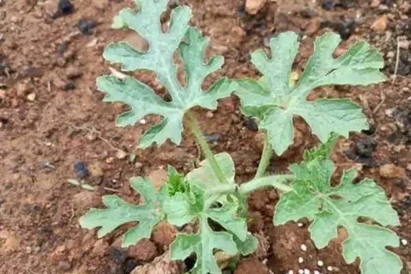 分析西瓜不易坐瓜原因的方法和重点？探究西瓜不易坐瓜要做好哪些细节？插图1