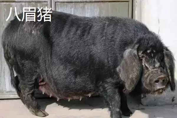 认识我国猪品种的方法和重点?养猪要做好哪些品种选择细节?插图7 认识我国猪品种的方法和重点?养猪要做好哪些品种选择细节?插图7
