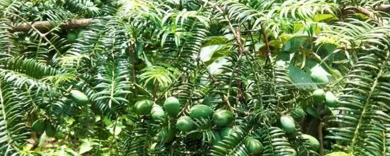 香榧的基本介绍和要点？了解香榧需关注哪些关键信息？-会东网
