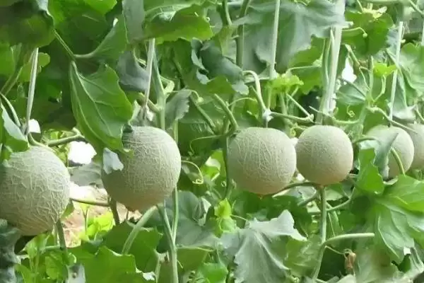 甜瓜适合在什么季节种植？确定甜瓜种植季节要考虑哪些气候和生长特性？插图1