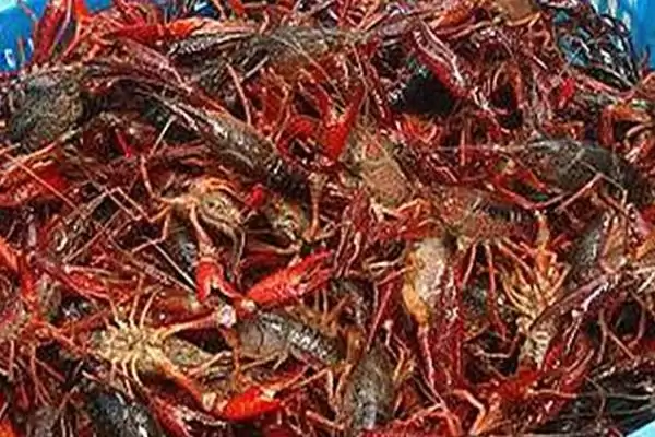 计算养殖龙虾成本的方法和重点？计算养殖龙虾成本要做好哪些细节？插图1