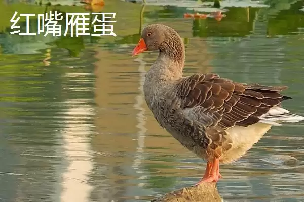 新疆胡杨河市特产的要点和解读？了解胡杨河市特产需关注哪些关键信息？插图2