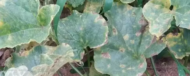 了解香瓜炭疽病的方法和重点？认识香瓜炭疽病要做好哪些细节？-会东网