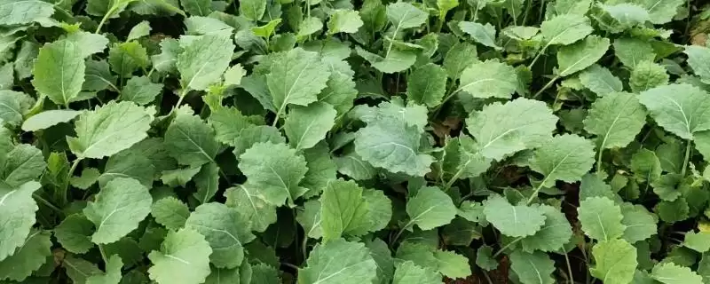 油菜叶色不正常的原因和解决方法，不同原因导致解决方法不同-会东网