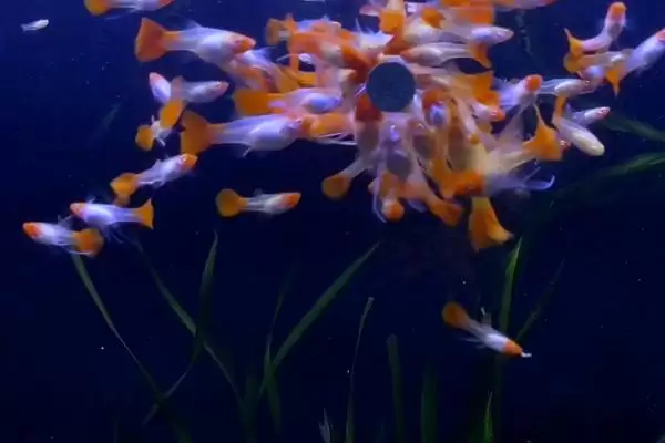 孔雀鱼上浮的原因 ,缺氧和烂鳃病如何导致孔雀鱼上浮？插图1
