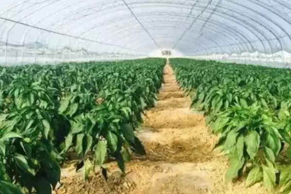 辣椒白星病的症状 ,辣椒白星病主要危害叶片的表现？插图5