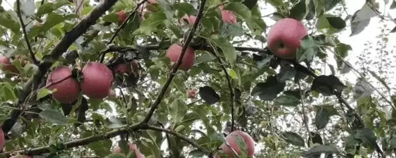 大凉山丑苹果好不好吃，果肉甘甜且细腻-会东网