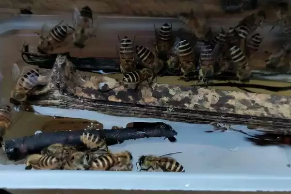 中蜂喂白糖的原理和方法，可激励蜂群造脾插图4