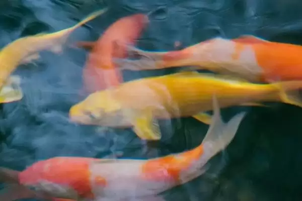 锦鲤粘液没了的救活方法 ,锦鲤粘液没了还能救活吗插图3