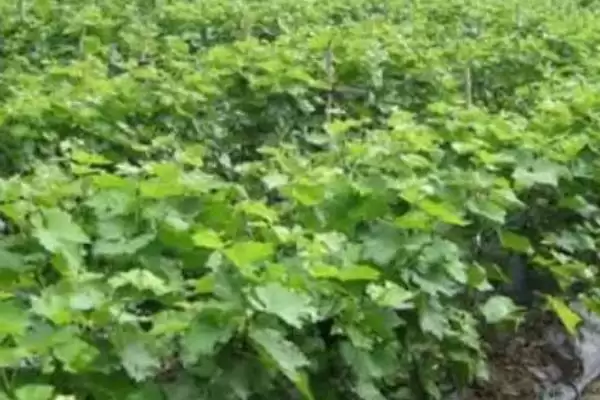 葡萄苗枝蔓管理技巧：新梢50厘米左右摘心的要点插图3