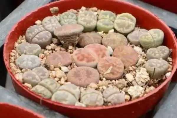 生石花的养殖方法？养殖生石花要掌握哪些关键的养护方法和要点？插图1