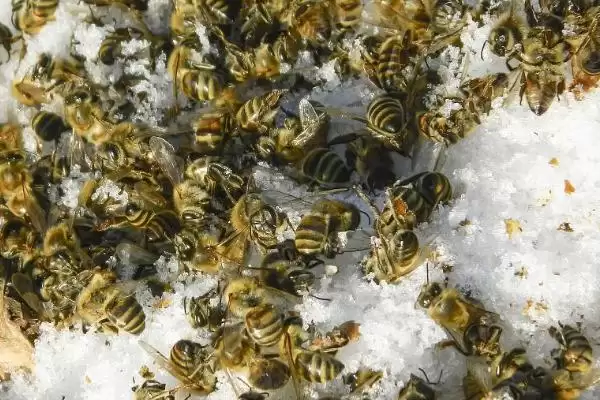 蜜蜂越冬最适温度是多少，最适温度是-2-8℃插图1