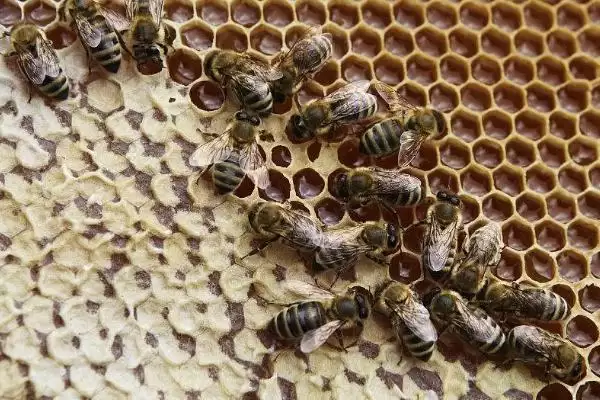 蜜蜂常见病虫害和防治方法，常见的病虫害有囊状幼虫病、爬蜂病、白垩病插图4