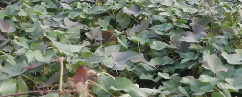 紫薯市场前景的分析和要点？分析紫薯市场需关注哪些关键要素？-会东网