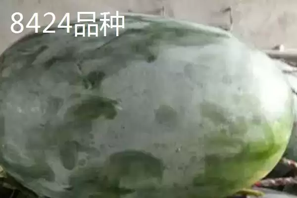 了解西瓜常见品种的方法和重点?认识西瓜品种要做好哪些细节?插图7 了解西瓜常见品种的方法和重点?认识西瓜品种要做好哪些细节?插图7