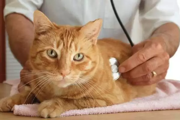 猫反复发烧怎么处理好 ,猫反复发烧先做什么处理插图5