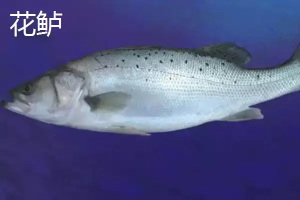 鲈鱼和加州鲈鱼有什么区别 ,鲈鱼与加州鲈鱼的区别在哪插图3