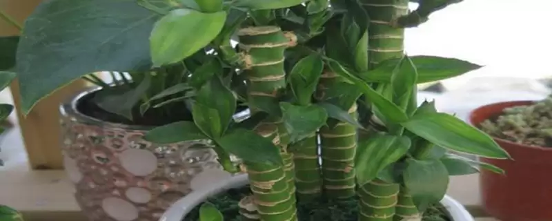 让富贵竹生根的方法?促使富贵竹生根要掌握哪些有效的水培和养护技巧?插图 让富贵竹生根的方法?促使富贵竹生根要掌握哪些有效的水培和养护技巧?插图