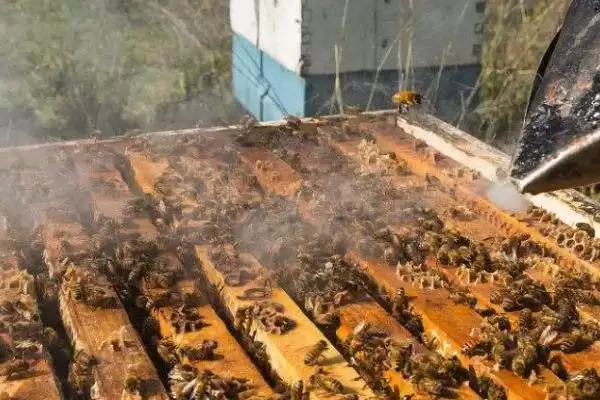 蜜蜂的养殖技术，以下7点尤为重要插图2