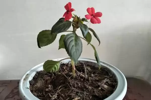 水梅花怎么养？养殖水梅花要掌握哪些关键的养护方法和要点？插图3