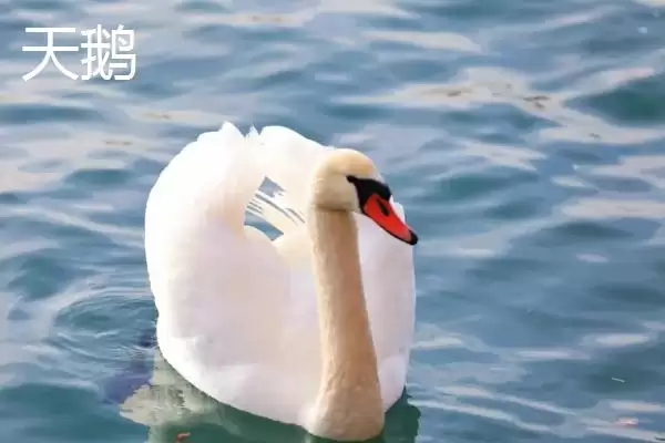 天鹅和大鹅的区别？区分天鹅和大鹅要关注哪些重要的形态、习性差异？插图1