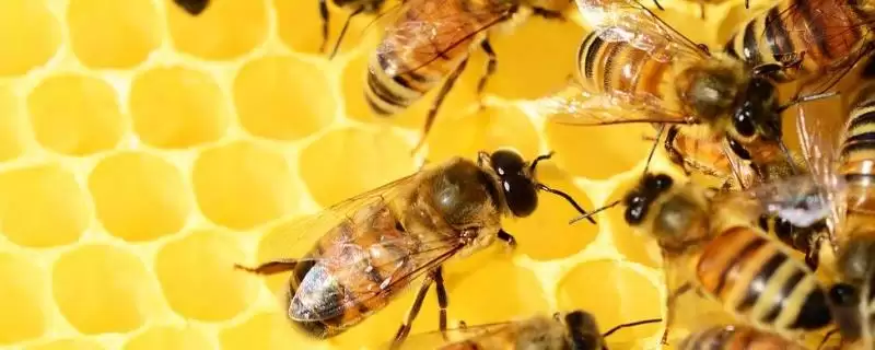 天然荆条蜜的价格，一斤通常超过40元-会东网