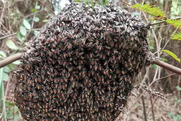 小排蜂能不能装箱养，装箱后按自然蜂巢的构建进行养殖插图3
