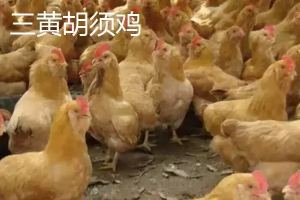广东紫金县的特产，八刀汤是当地的招牌美食插图9