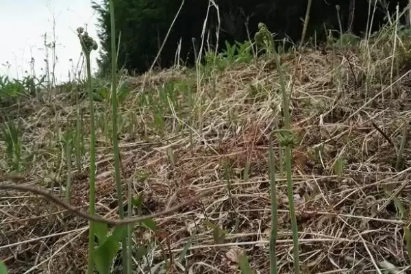 种植蕨菜的效益和前景？种植蕨菜需关注哪些经济收益前景？插图1