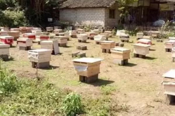 养40箱蜜蜂的年收益，第一年的利润为34000元左右插图2