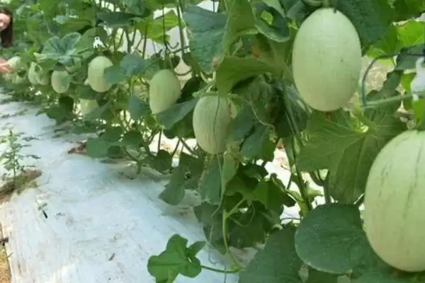 甜瓜适合在什么季节种植？确定甜瓜种植季节要考虑哪些气候和生长特性？插图3