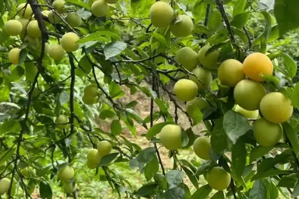 蜂糖李什么时候成熟，7月左右全面上市插图1