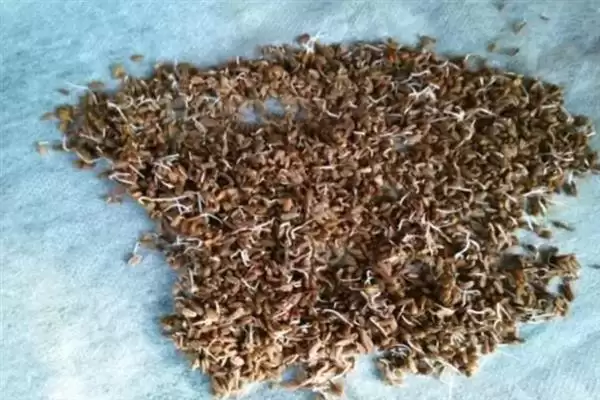 小香芹种植时间的要点和判断？确定小香芹种植时间需考虑哪些因素？插图4