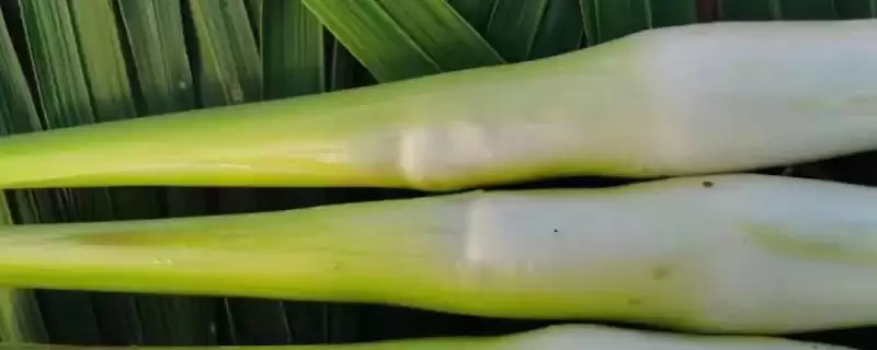 茭白高产的种植方法 ,怎样种植茭白才能实现高产-会东网