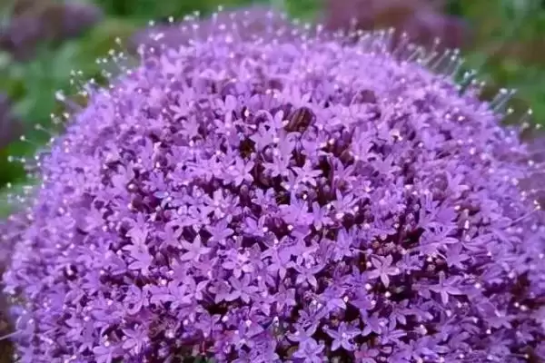 夕雾花花语的含义和要点？理解夕雾花花语需关注哪些关键？插图3