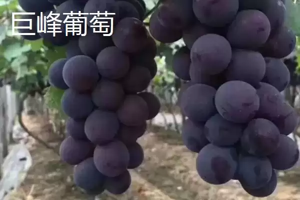 葡萄种类分类揭秘:酿酒系列和鲜食系列的特点对比插图4 葡萄种类分类揭秘:酿酒系列和鲜食系列的特点对比插图4