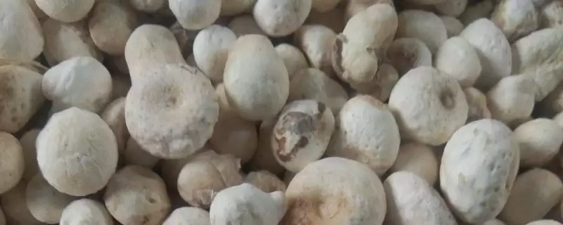 了解郓半夏价格的方法和重点?了解郓半夏价格要做好哪些细节?插图 了解郓半夏价格的方法和重点?了解郓半夏价格要做好哪些细节?插图