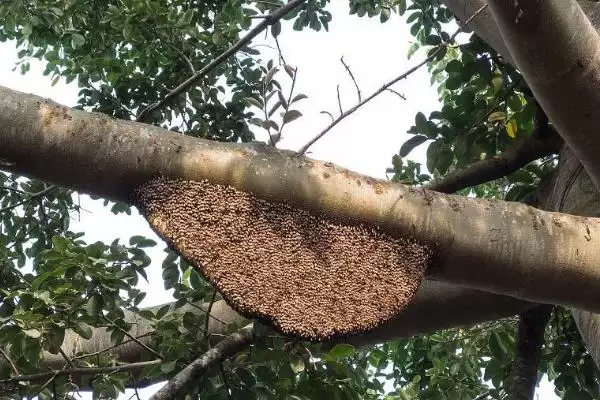 蜜蜂筑巢的条件，要求环境安静且蜜源丰富等插图3