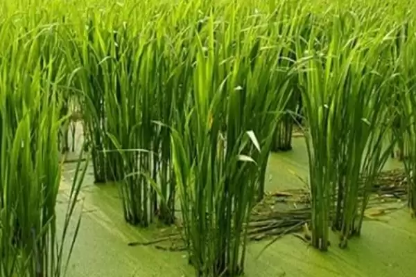 茭白高产的种植方法 ,怎样种植茭白才能实现高产插图4