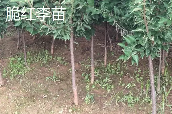 李子树苗有哪些好品种，蜂糖李、青脆李等品种均可选择插图5