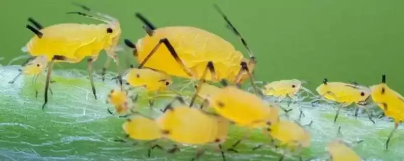 油菜田里面的蚜虫怎么防治，播种前可用灭蚜松等药物拌种-会东网