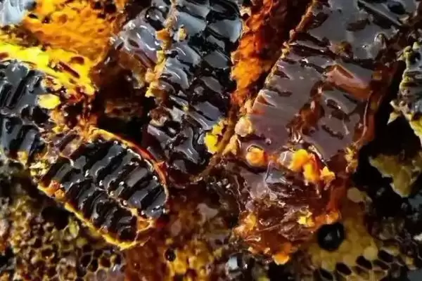 黑蜂蜂蜜简介，是黑蜂采集植物花蜜酿制成的插图1