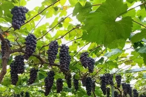 气肥主要成分揭秘：以二氧化碳为主的科学原理插图4