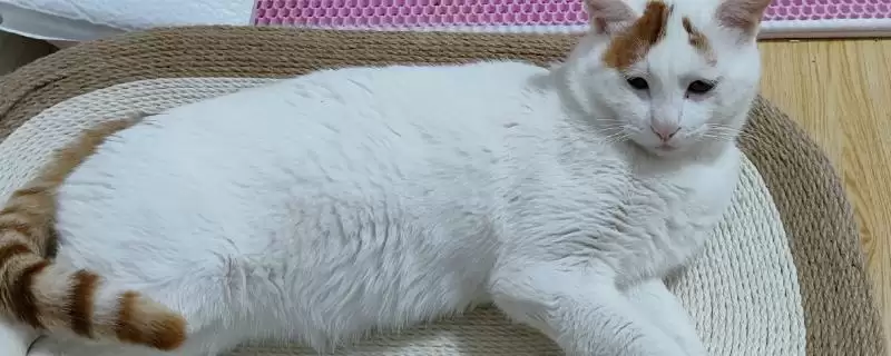 猫为什么要进行磨爪子行为 ,猫磨爪为使爪锋利并标识领地-会东网