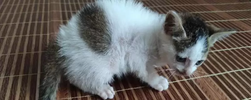 猫咪眼睛发炎会有什么后果 ,猫咪眼睛发炎会致结膜部位红肿-会东网