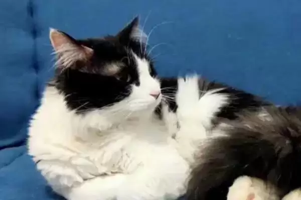 猫咪要如何进行美毛 ,猫咪美毛补充营养是关键因素插图1