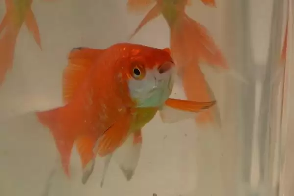 金鱼的食物种类 ,金鱼可以喂哪些种类的食物插图3 金鱼的食物种类 ,金鱼可以喂哪些种类的食物插图3