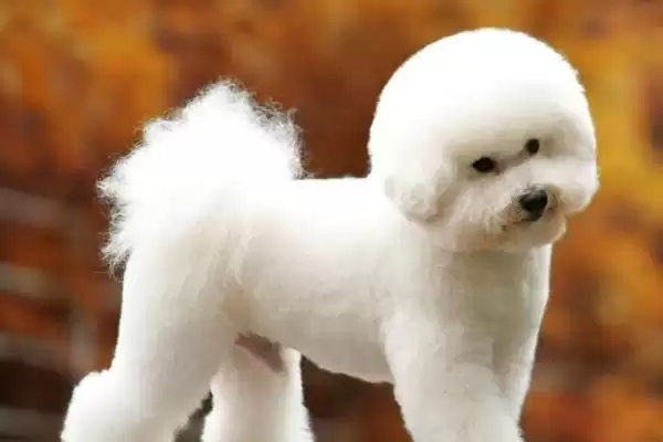 卷毛比熊犬的食物喂养 ,卷毛比熊犬的食物喂养要注意什么？插图2